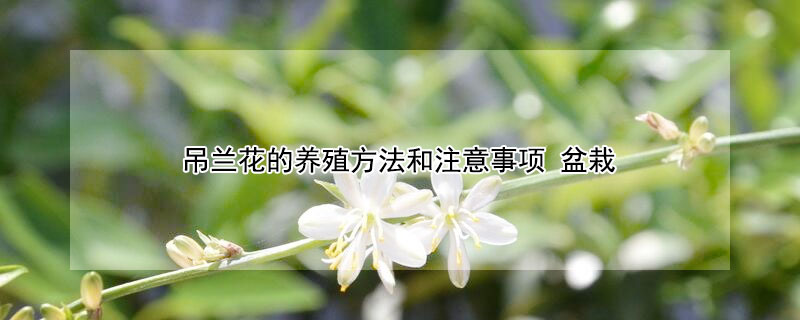 吊兰花的养殖方法和注意事项 绣球吊兰花的养殖方法和注意事项