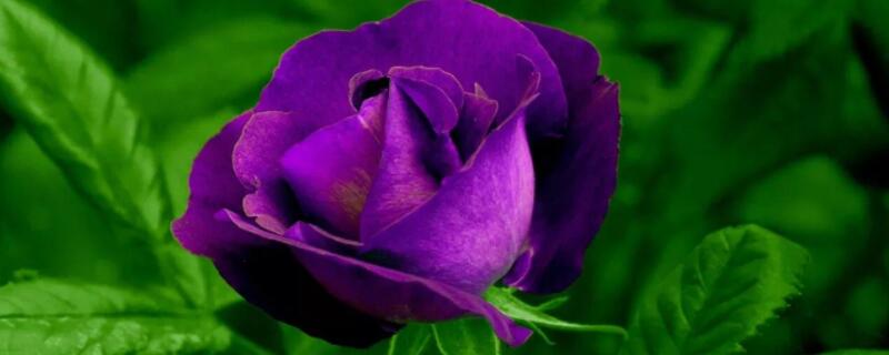 紫色玫瑰代表什么意思（3朵紫色玫瑰代表什么意思）