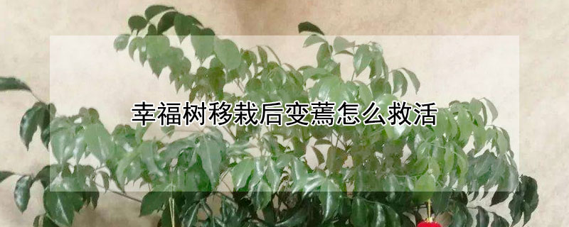 幸福树移栽后变蔫怎么救活 幸福树蔫了怎么救