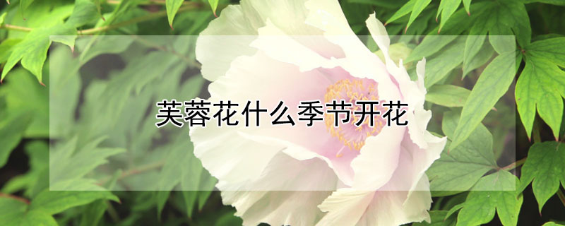 芙蓉花什么季节开花 芙蓉花什么季节开花?