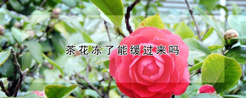 茶花冻了能缓过来吗 茶花冻了还能活吗?