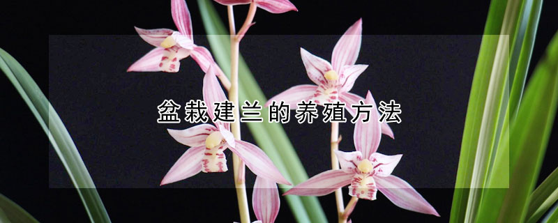 盆栽建兰的养殖方法 建兰如何种植及养护