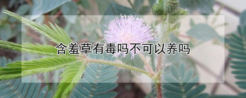 含羞草有毒吗不可以养吗（含羞草养室内有没有毒）