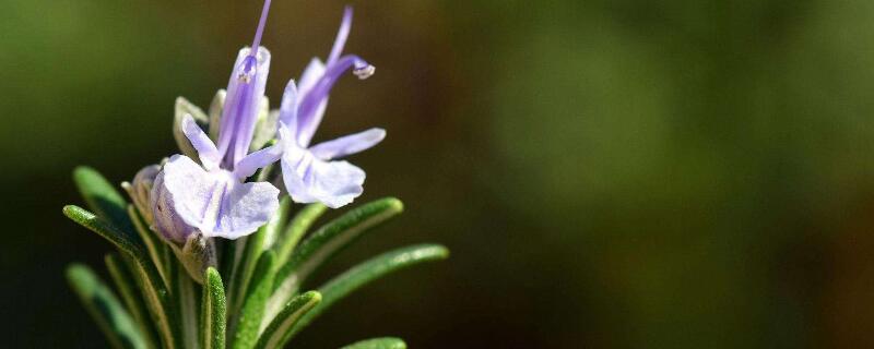 迷迭香花语的成语（迷迭香,花语）