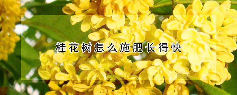 桂花树怎么施肥长得快（桂花树应施什么肥才开花）