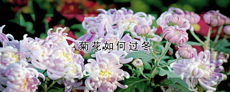 菊花如何过冬（菊花怎样越冬）
