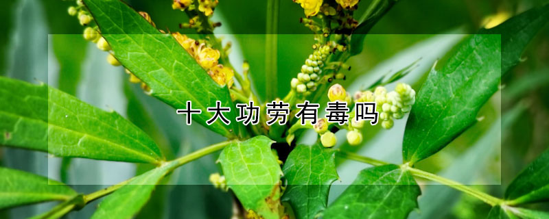 十大功劳有毒吗 十大功劳叶有毒吗