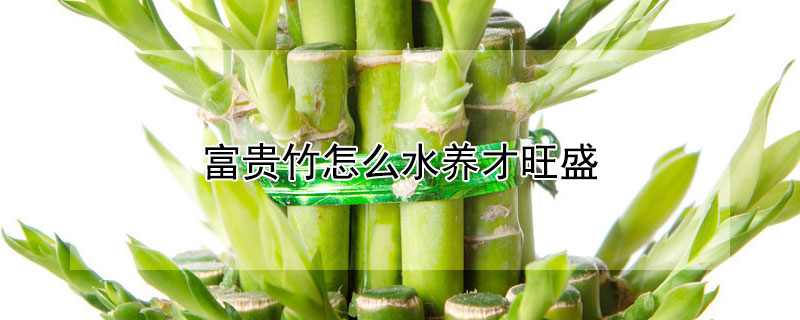 富贵竹怎么水养才旺盛 富贵竹怎么水养才旺盛视频