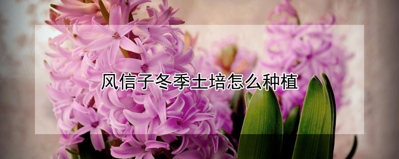 风信子冬季土培怎么种植 风信子怎样土培