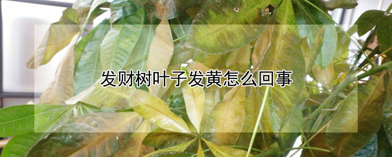 发财树叶子发黄怎么回事（夏天发财树叶子发黄怎么回事）