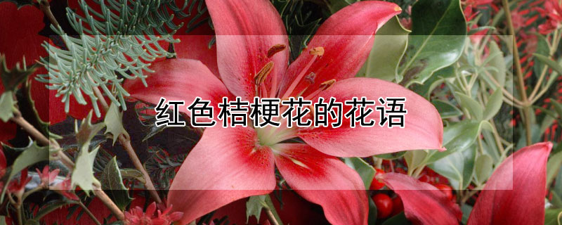 红色桔梗花的花语（红色桔梗花语是什么）