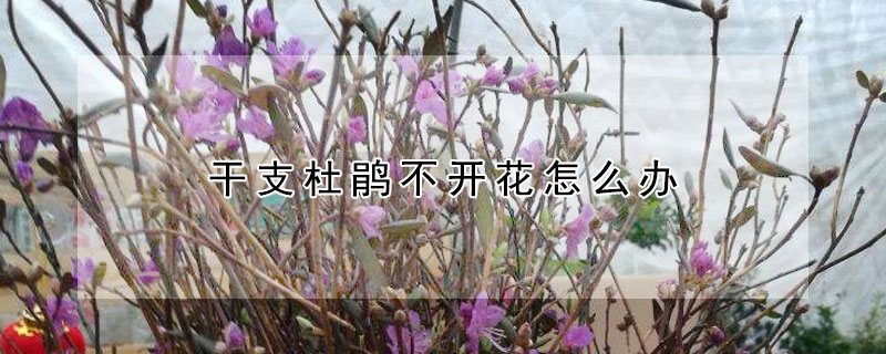 干支杜鹃不开花怎么办（干支杜鹃花苞不开花是什么原因）