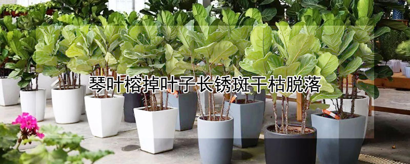 琴叶榕掉叶子长锈斑干枯脱落（琴叶榕掉叶子长锈斑干枯脱落长虫怎么办）