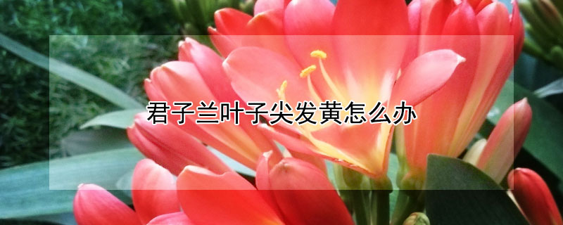 君子兰叶子尖发黄怎么办 君子兰叶子尖部发黄怎么办