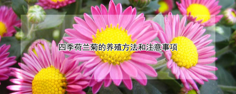 四季荷兰菊的养殖方法和注意事项 盆栽荷兰菊的养殖方法和注意事项