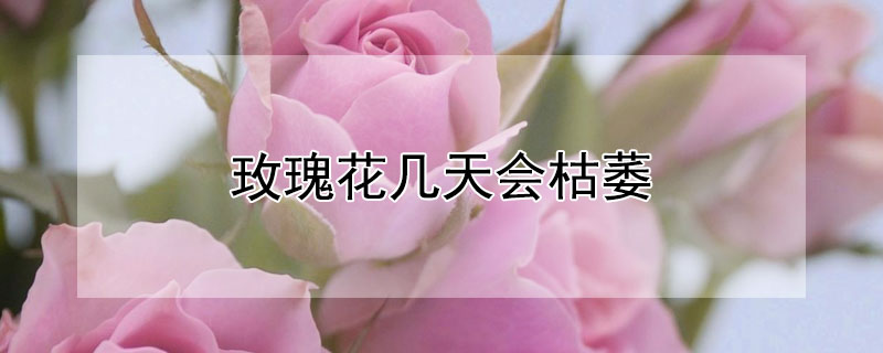 玫瑰花几天会枯萎(玫瑰花几天会枯萎发干)