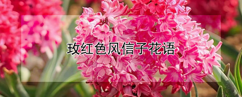 玫红色风信子花语 风信子花花语象征