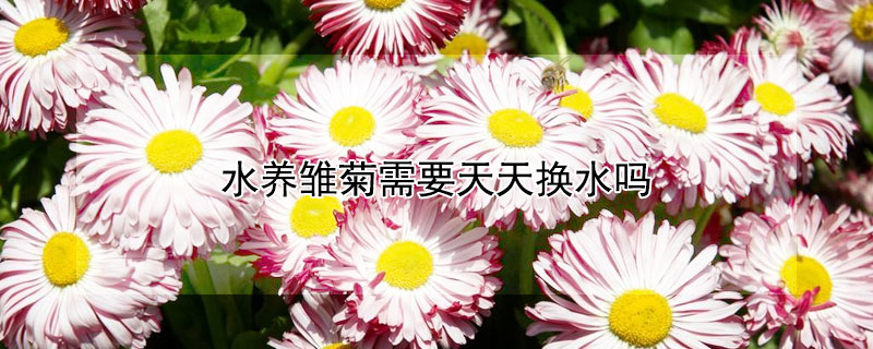水养雏菊需要天天换水吗 雏菊 换水