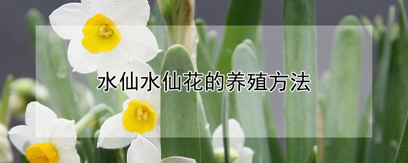 水仙水仙花的养殖方法（水仙花怎么养殖方法图片大全）