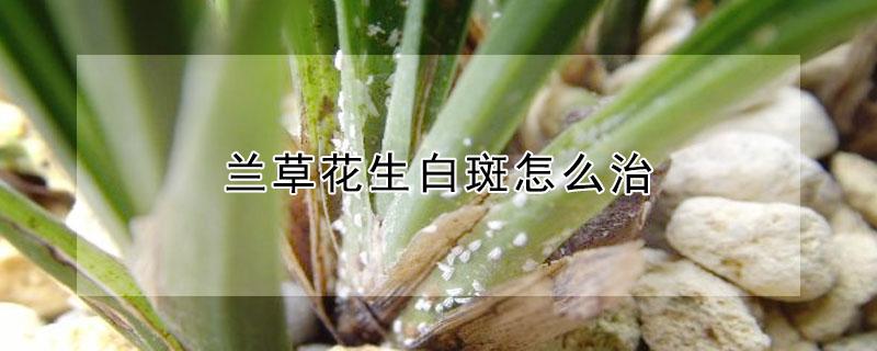 兰草花生白斑怎么治（花草生白斑是怎么治疗）