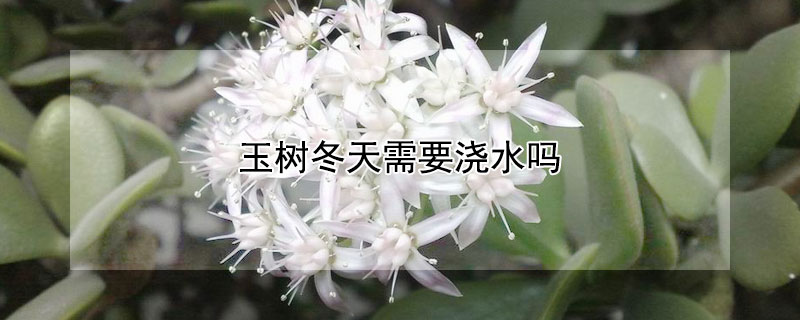 玉树冬天需要浇水吗 玉树冬天能浇水吗