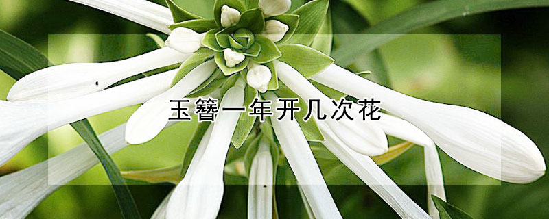 玉簪一年开几次花（玉簪花一年长多大）