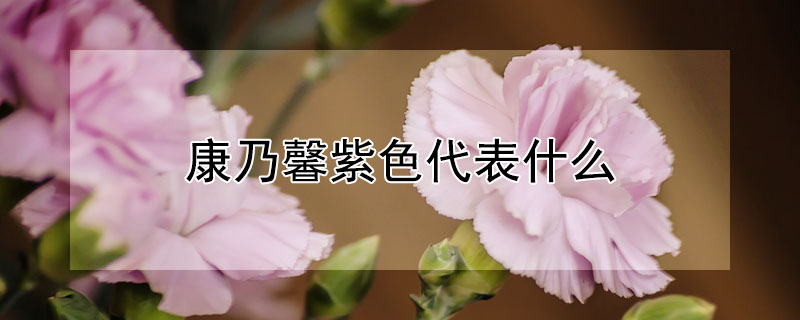 康乃馨紫色代表什么（康乃馨紫色代表什么意思）