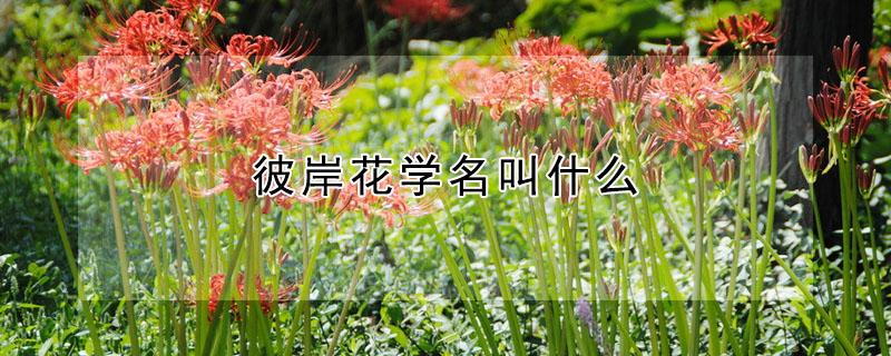 彼岸花学名叫什么（彼岸花又名叫什么）