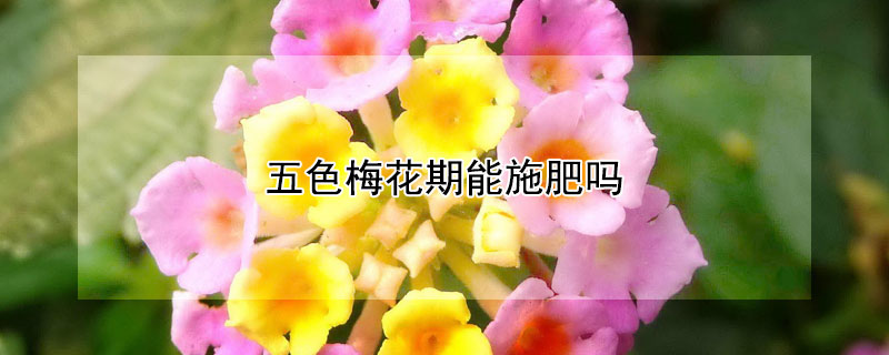 五色梅花期能施肥吗 五色梅花期施什么肥