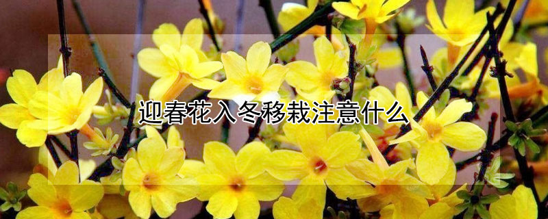 迎春花入冬移栽注意什么（迎春花移栽方法及注意事项）