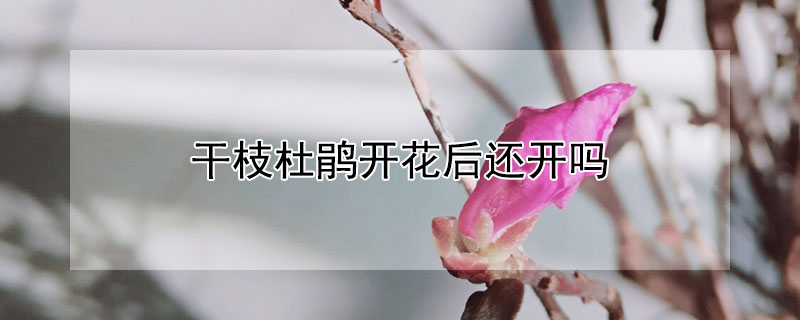 干枝杜鹃开花后还开吗 干枝杜鹃花开多久
