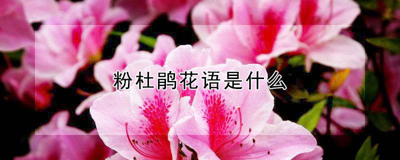 粉杜鹃花语是什么 粉色杜鹃花花语象征与寓意