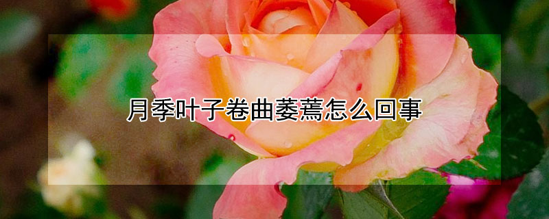 月季叶子卷曲萎蔫怎么回事（月季新叶子卷曲萎蔫）