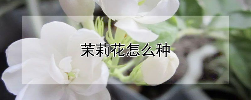 茉莉花怎么种（茉莉花怎么养）