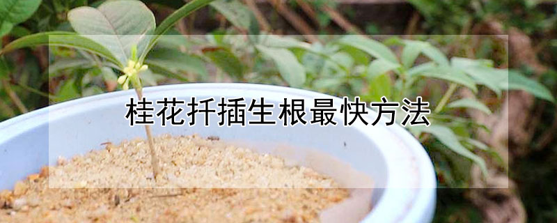 桂花扦插生根最快方法（桂花扦插生根最快方法图片）