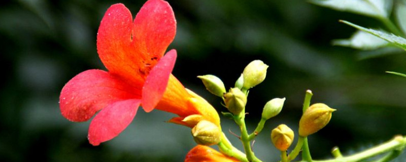 凌霄花花语（凌霄花花语及传说）