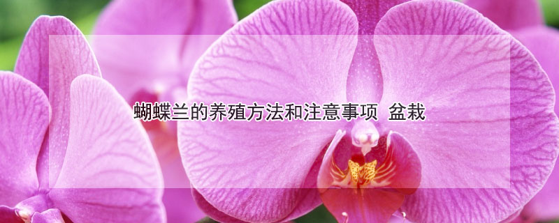 蝴蝶兰的养殖方法和注意事项（蝴蝶兰的养殖方法和注意事项一年开几次花）