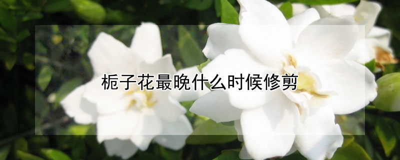 栀子花最晚什么时候修剪 栀子花几月份进行大的修剪