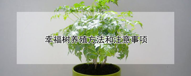 幸福树养殖方法和注意事项（发财树养殖方法和注意事项有哪些）