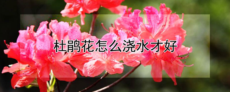 杜鹃花怎么浇水才好（杜鹃花怎样浇水好）