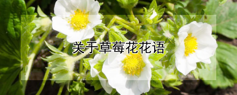 关于草莓花花语（草莓的花语名句）