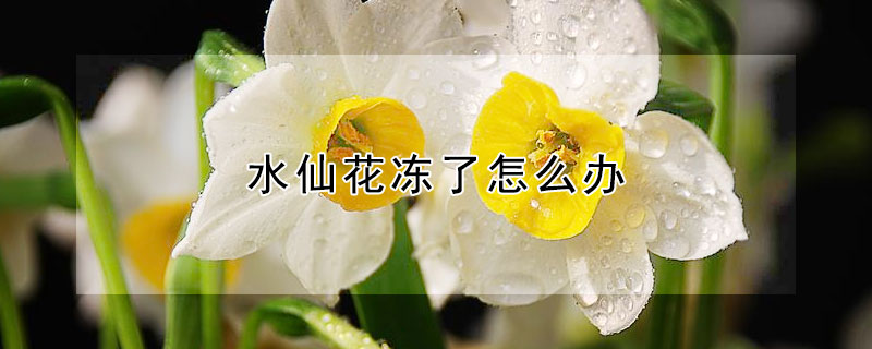 水仙花冻了怎么办（水仙花能冻死吗）