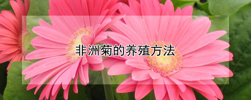 非洲菊的养殖方法（非洲菊的养殖方法和注意事项 盆栽）