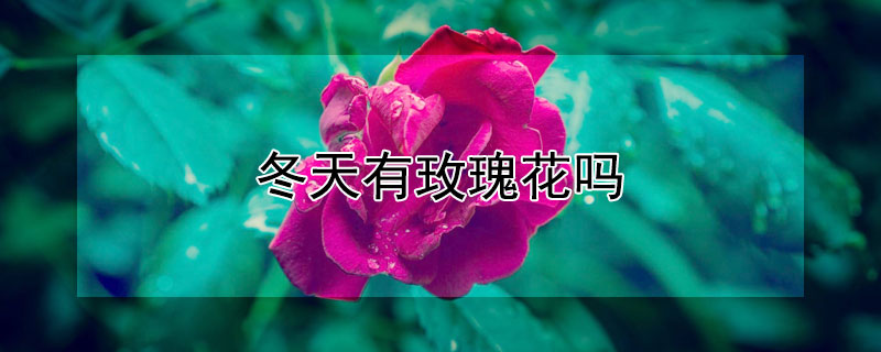 冬天有玫瑰花吗 冬天有玫瑰花开吗