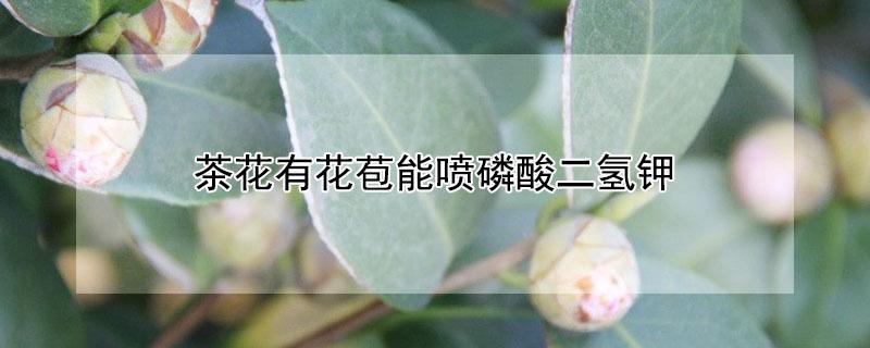 茶花有花苞能喷磷酸二氢钾 有花苞的茶花可以叶面喷磷酸二