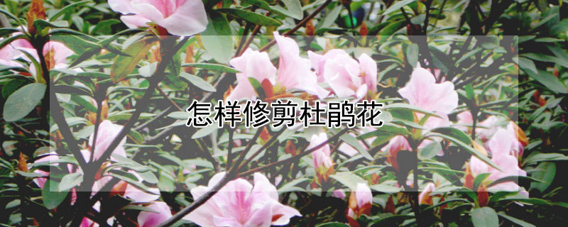 怎样修剪杜鹃花（怎样修剪杜鹃花枝）