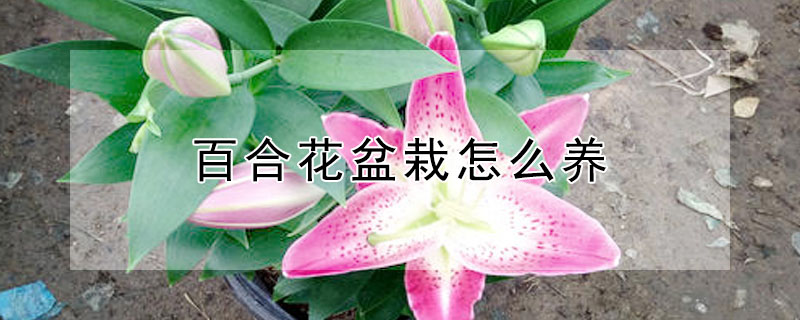 百合花盆栽怎么养(百合花盆栽怎么养护)