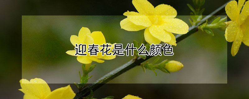 迎春花是什么颜色(迎春花是什么颜色的图片)