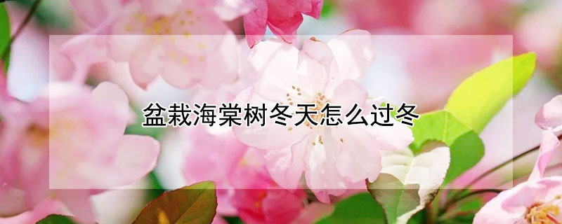 盆栽海棠树冬天怎么过冬(冬季栽海棠树可以吗)