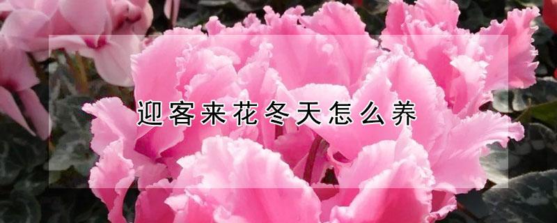 迎客来花冬天怎么养（迎客来花怎样养）